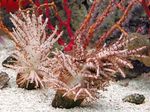 Aquarium Kerstboom Koraal (Medusa Koraal), Studeriotes bruin foto, beschrijving en zorg, groeiend en karakteristieken