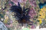 Akwarium Choinka Koralowców (Medusa Koralowa)  charakterystyka i zdjęcie