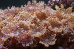 Aquarium Clove Polipes clavularia, Cornularia brown Photo, description and care, growing and characteristics