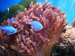 Aquarium Colt Coral  characteristics and Photo