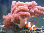 Aquarium Colt Korallen, Cladiella pink Foto, Beschreibung und kümmern, wächst und Merkmale