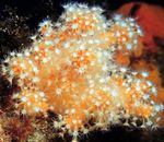 Aquarium Colt Mushroom (Sea Fingers)  characteristics and Photo