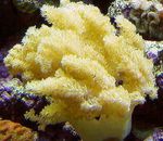 Aquarium Colt Paddestoel (Zee Vingers), Alcyonium geel foto, beschrijving en zorg, groeiend en karakteristieken