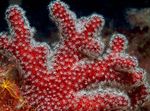Aquarium Colt Paddestoel (Zee Vingers), Alcyonium rood foto, beschrijving en zorg, groeiend en karakteristieken