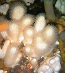 Akvárium Žrebček Húb (Morské Prsty)  vlastnosti a fotografie
