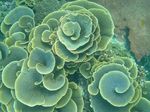 Aquarium Cup Coral (Pagoda Coral), Turbinaria grey Photo, description and care, growing and characteristics