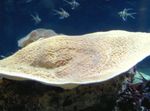 Aquarium Cup Coral (Pagoda Coral), Turbinaria yellow Photo, description and care, growing and characteristics