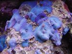 水族館 ディスコソマ青斑核 キノコ 特性 と フォト