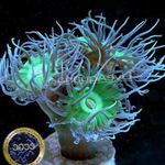 Akvárium Duncan Korall, Duncanopsammia axifuga zöld fénykép, leírás és gondoskodás, növekvő és jellemzők