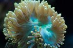 Akvarium Elegans Korall, Konstigt Korall, Catalaphyllia jardinei gul Fil, beskrivning och vård, odling och egenskaper
