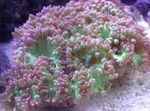 Akvárium Elegancia Korall, Korall Csoda, Catalaphyllia jardinei rózsaszín fénykép, leírás és gondoskodás, növekvő és jellemzők
