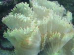 Akvarium Elegans Korall, Konstigt Korall, Catalaphyllia jardinei vit Fil, beskrivning och vård, odling och egenskaper