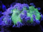 Akvárium Elegancia Korall, Korall Csoda, Catalaphyllia jardinei lila fénykép, leírás és gondoskodás, növekvő és jellemzők