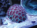 Akvárium Favia lila fénykép, leírás és gondoskodás, növekvő és jellemzők