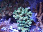 Akvárium Ujj Korall  jellemzők és fénykép