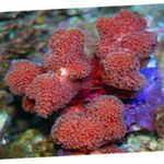 Akvárium Ujj Korall  jellemzők és fénykép