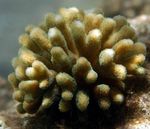 Aquarium Finger Coral  characteristics and Photo