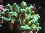 Akvarij Prst Koralja, Stylophora zelena Foto, opis i briga, uzgoj i karakteristike