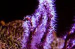 Aquarium Finger Gorgonia (Finger Sea Fan), Diodogorgia nodulifera purple Photo, description and care, growing and characteristics
