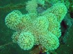 Akvárium Prst Kože Koralov (Diablova Ruka Koralov), Lobophytum zelená fotografie, popis a starostlivosť, pestovanie a vlastnosti