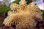 Akvárium Prst Kože Koralov (Diablova Ruka Koralov), Lobophytum hnedý fotografie, popis a starostlivosť, pestovanie a vlastnosti
