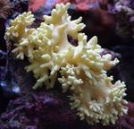 Akvárium Prst Kože Koralov (Diablova Ruka Koralov), Lobophytum žltý fotografie, popis a starostlivosť, pestovanie a vlastnosti