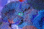 Аквариум Дискоактиния флоридская, Ricordea florida синий Фото, описание и уход, выращивание и характеристика