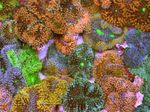 Akvarij Floridian Disk, Ricordea florida braon Foto, opis i briga, uzgoj i karakteristike