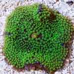水族館 フロリダディスク, Ricordea florida 緑色 フォト, 説明 と ケア, 成長 と 特性