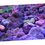 Acuario Disco Floridian, Ricordea florida púrpura Foto, descripción y cuidado, cultivación y características