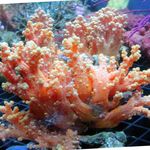 Akvarium Blomma Träd Korall (Broccoli Korall), Scleronephthya röd Fil, beskrivning och vård, odling och egenskaper