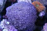Akvarium Blomsterpotte Korall, Goniopora lilla Bilde, beskrivelse og omsorg, voksende og kjennetegn