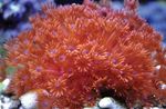 Akvarium Blomsterpotte Korall, Goniopora rød Bilde, beskrivelse og omsorg, voksende og kjennetegn