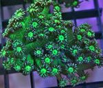 Akvárium Virágcserép Korall, Goniopora zöld fénykép, leírás és gondoskodás, növekvő és jellemzők