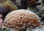 Akvárium Virágcserép Korall, Goniopora barna fénykép, leírás és gondoskodás, növekvő és jellemzők