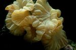 Aquarium Fox Coral (Ridge Coral, Jasmine Coral), Nemenzophyllia turbida yellow Photo, description and care, growing and characteristics
