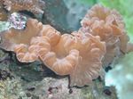 Aquarium Fox Coral (Ridge Coral, Jasmine Coral), Nemenzophyllia turbida pink Photo, description and care, growing and characteristics