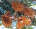 Akvaryum Dev Tarçın Polip, Palythoa grandis kahverengi fotoğraf, tanım ve bakım, büyüyen ve özellikleri