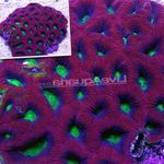 Aquarium Goniastrea purple Photo, description and care, growing and characteristics