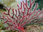 Aquarium Gorgonia sea fans red Photo, description and care, growing and characteristics