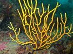 Aquarium Gorgonia sea fans yellow Photo, description and care, growing and characteristics