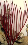 Akvárium Gorgonian Lágy Korallok tengeri rajongók jellemzők és fénykép