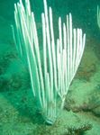 Аквариум Gorgonian Меки Корали морски фенове характеристики и снимка