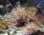 水族馆 绿星息肉 ウミトサカ目, Pachyclavularia 褐色 照, 描述 和 关怀, 成长 和 特点