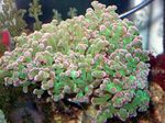 Aquarium Hammer Coral (Torch Coral, Frogspawn Coral), Euphyllia green Photo, description and care, growing and characteristics