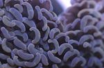 Aquarium Hammer Coral (Torch Coral, Frogspawn Coral), Euphyllia brown Photo, description and care, growing and characteristics