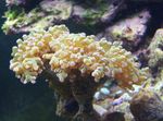 Aquarium Hammer Coral (Torch Coral, Frogspawn Coral), Euphyllia yellow Photo, description and care, growing and characteristics