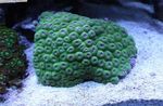 Akvárium Plást Koralov, Diploastrea zelená fotografie, popis a starostlivosť, pestovanie a vlastnosti