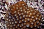 Aquarium Honeycomb Coral, Diploastrea brown Photo, description and care, growing and characteristics