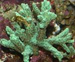Aquarium Horn Coral (Furry Coral), Hydnophora green Photo, description and care, growing and characteristics